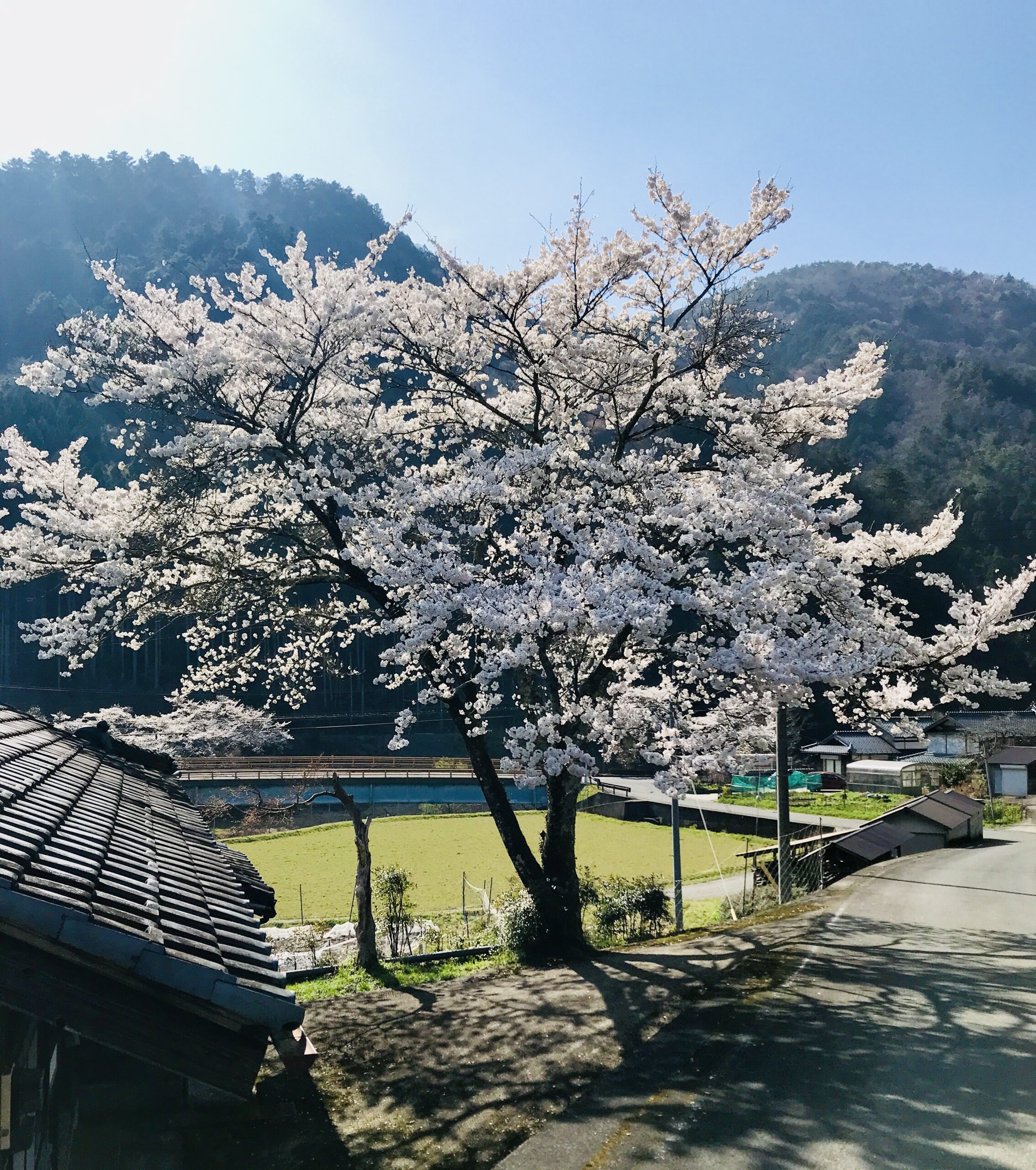 Sakura just next to Casa Miyama